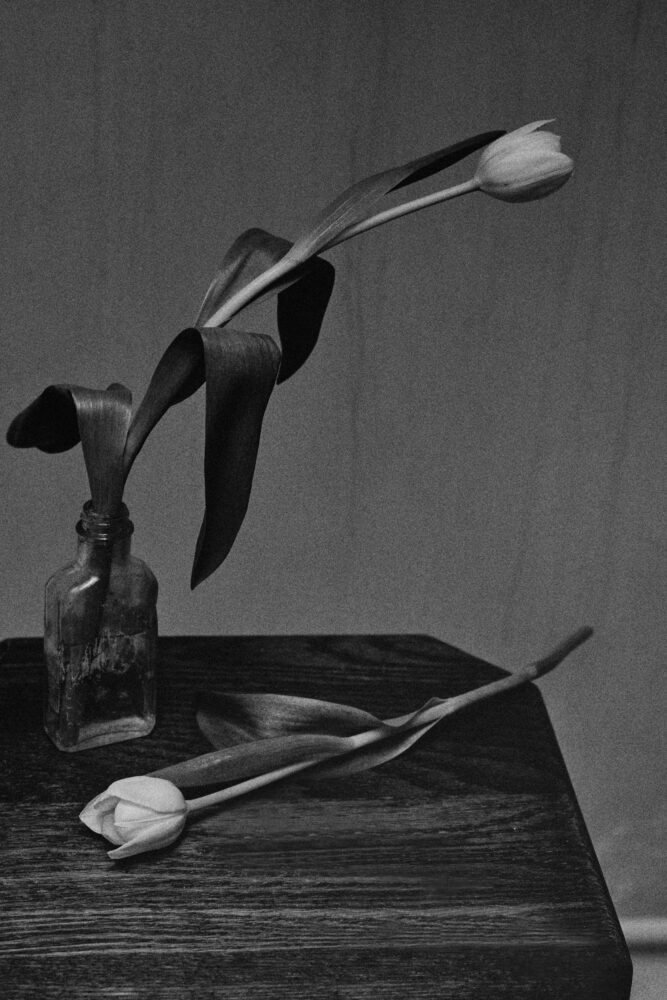 Jules Slutsky Still Life of Tulips, collaboration with The All Watch.